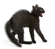 Frightened black kitten standing in front of white background Frightened black kitten standing in front of white background