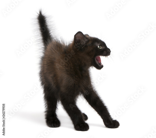 Photo: Frightened black kitten standing in front of white background Frightened black kitten standing in front of white background