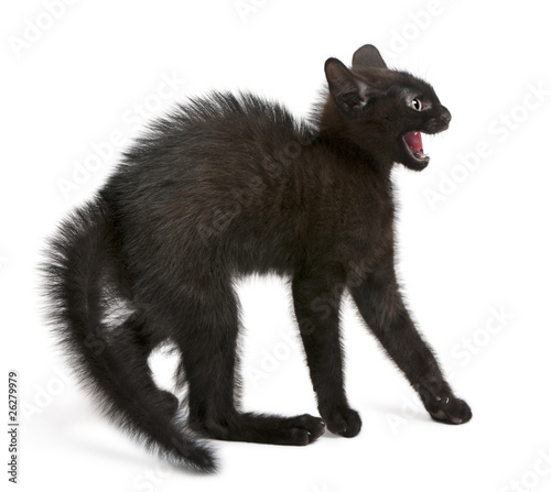 Photo: Frightened black kitten standing in front of white background Frightened black kitten standing in front of white background