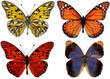 collection of butterflies isolated on white collection of butterflies isolated on white