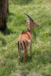 Thomson gazelle with two birds on back