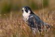 Peregrine Falcon (Falco Peregrinus)