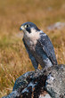 Peregrine Falcon on rock