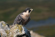 Peregrine Falcon