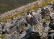 Falcon on rocks
