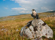Peregrine falcon wide-angle