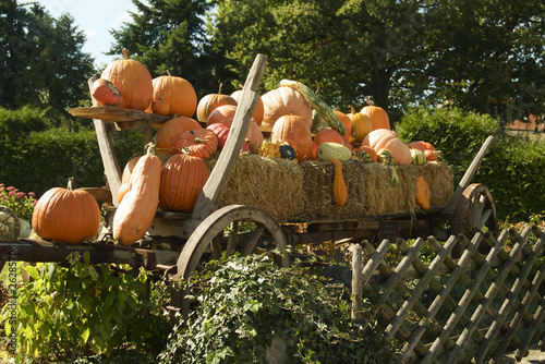 Photo: Pumpkins on a Hay trailer 1 Pumpkins on a Hay trailer 1