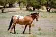 Wild mustang horse