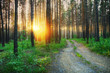 in the woods
