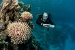 scuba diver and coral