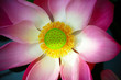 Close up of waterlily Close up of waterlily