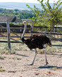 Male ostrich Male ostrich