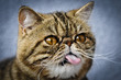 Hüte Deine Zunge! (Rassekatze Exotic Shorthair)