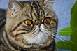 Faule Rassekatze Exotic Shorthair