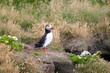 Photo : Iceland puffin bird Iceland puffin bird