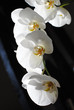 Orchidée, 2010