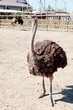 Female ostrich Female ostrich