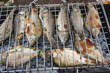 Grilled European carps