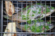 Grilled European carps