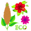 eco blumen hibiscus - goldfeldberich eco blumen hibiscus - goldfeldberich