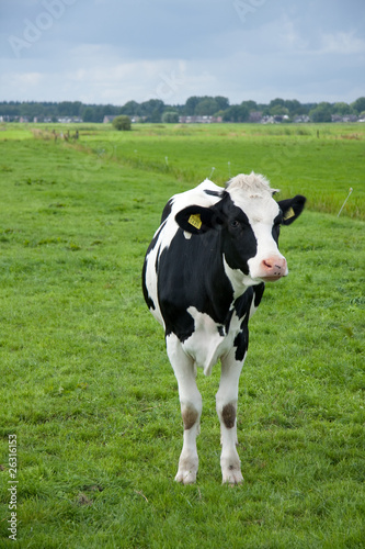 Photo: A black and white cow in a Dutch grassland A black and white cow in a Dutch grassland