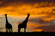Idyllic african safari sunset