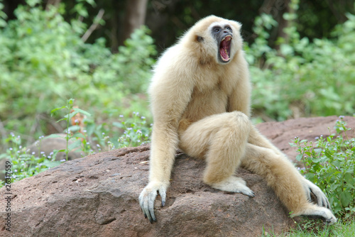 angry gibbon