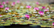 pink water lily flowers pink water lily flowers