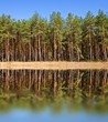 beautiful pine forest reflected in a lake