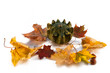 Autumn Decoration - Pumpkin And Leaves