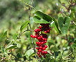 salsepareille,baies,rouge,rouges, épine,épines salsepareille,baies,rouge,rouges, épine,épines