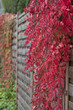 Covered wooden fence during autumn. Overgrown with wild vine.