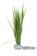 Simply Zen