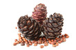 pine cone