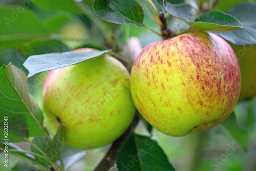 Photo: Ripe green English apples, with a red blush, growing on a tree Ripe green English apples, with a red blush, growing on a tree