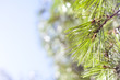 Coniferous pine branch