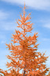 Yellow pine