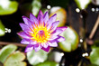 Purple lotus Purple lotus