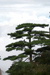 pine tree