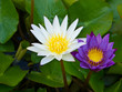 Twp water lilies in the pot