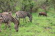Afrique_du_Sud