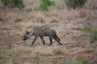 Afrique_du_Sud