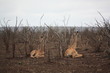 Afrique_du_Sud