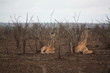 Afrique_du_Sud