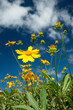 Yellow flower meadow