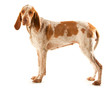 Bracco Italiano