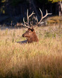 Elk