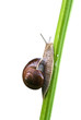 The edible snail over white