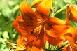 Garten- Lilie Garten- Lilie