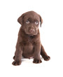 labrador puppy